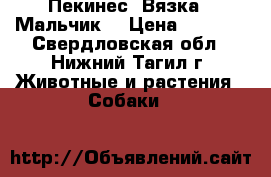 Пекинес. Вязка. (Мальчик) › Цена ­ 5 000 - Свердловская обл., Нижний Тагил г. Животные и растения » Собаки   